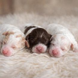Australian Labradoodle puppies from Divine Poodles