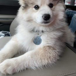 Pomsky Puppies from SD Pomskies