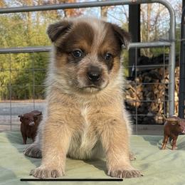Queen Boy 3 - Red speckled male Australian Cattle Dog puppy in Monroe, Louisiana from The Sweet Kennels