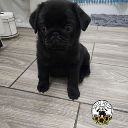 Girl 3 - Black female Pug puppy in Keysville, Georgia from Rollee Pollee Pugs