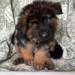 Jolt - Miller - Black and red male German Shepherd puppy in Coplay, Pennsylvania from By My Side Germans Shepherds & Dobermans