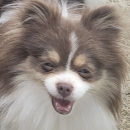 Pomeranians from Debra Mitchell
