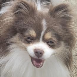 Pomeranians from Debra Mitchell