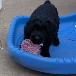 Giant Schnauzer Puppies from Riesenschnauzers von Reh Bach