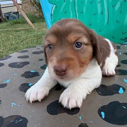 Duke - Piebald male Dachshund puppy in Hawley, Texas from Little e Dachshunds