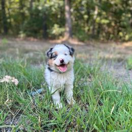 Purple Collar Girl - Blue merle female Australian Shepherd puppy in Hartville, Missouri from Stamper K9’s