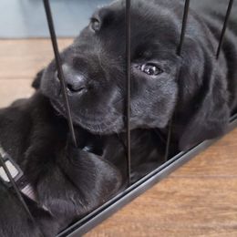 Labrador Retriever Puppies from Steele Caliber Retrievers