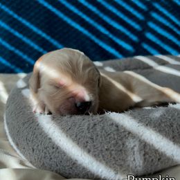 Boy 6 - Pumpkin orange collar - Dark golden male Golden Retriever puppy in Amherst, Virginia from Clearvu Kennels