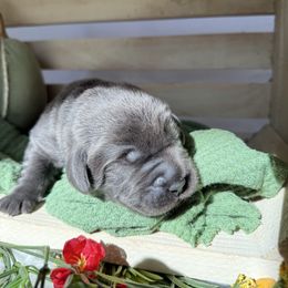 2nd pick charcaol male - Charcoal male Dilute Retriever puppy in Suffolk County, New York from South Shore Labradors