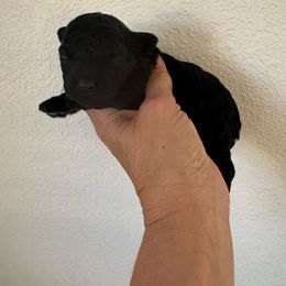 Stella - Blue female Poodle puppy in Queen Creek, Arizona from Prestigious Toy Poodles