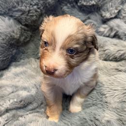 Australian Shepherd Puppies from Bullet & Whiskey’s Pups