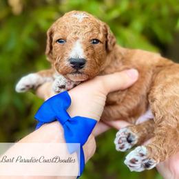 TOY Bart - Red  male Goldendoodle puppy in Naples, Florida from Paradise Coast Doodles