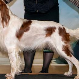 Laney - Irish Red and White Setter