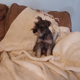 Scarlet - Miniature Schnauzer