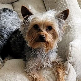 Yorkshire Terriers from S&D's Precious Yorkies