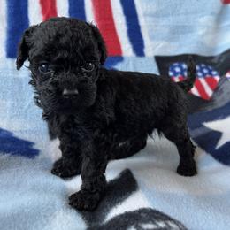 Scar - Black male Poodle puppy in Mayville, Michigan from Kathy Maize