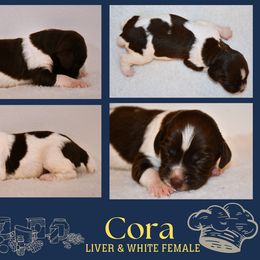 Cora - Liver and white female Brittany puppy in Hollidaysburg, Pennsylvania from Royal Flush Farms