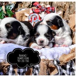 Miniature Australian Shepherds and Toy Australian Shepherds from RockinC/ Quarter Horses & Mini Aussies