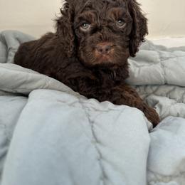 Rocky - Brown and tan male Cockapoo puppy in Egg Harbor City, New Jersey from Grace Given Cockapoos (GGC)