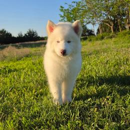 Pomsky and Siberian Husky Puppies from A-Dream Pomsky Kennel