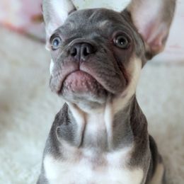 French Bulldogs from Jeanne's Exquisite Frenchies