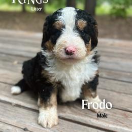 Frodo - Tri-color male Bernedoodle puppy in Thatcher, New Mexico from Brush Fire Doodles