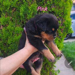 Pink - Black and mahogany female Rottweiler puppy in San Bernandino, California from VON DER SENTINEL