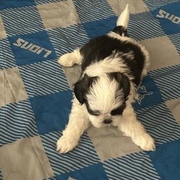 Shih Tzu Puppies from Added family