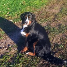 Bernese Mountain Dog All Grown Up from Black Forest Bernese