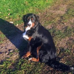 Bernese Mountain Dog All Grown Up from Black Forest Bernese