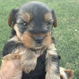 Yorkshire Terrier puppies from Diane Davis