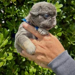 Silver - Tricolors male French Bulldog puppy in San Diego, California from Hlop Frenchies LLC
