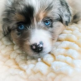 Miniature American Shepherd Puppies from Stones River Miniature American Shepherds