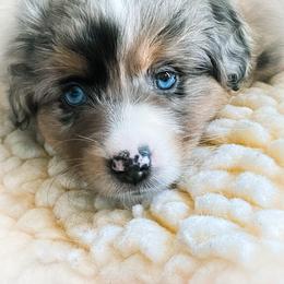 Miniature American Shepherd Puppies from Stones River Miniature American Shepherds