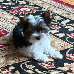 Knock out Lefty - Black tan and white Biewer Terrier puppy in Lebanon, Oregon from SD99Biewers