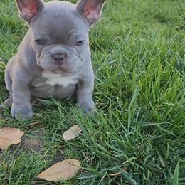 Lilac boy - Liver male French Bulldog puppy in Marysville, California from Vaca Bulldogs