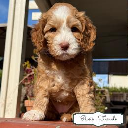 Rosie - Caramel female Australian Labradoodle puppy in Citrus Heights, California from Elite Blend Labradoodles