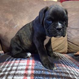 Gucci - Brindle female Boxer puppy in Sigurd, Utah from Serendipity's European Boxers