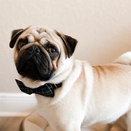 Pugs from Premium Pugs