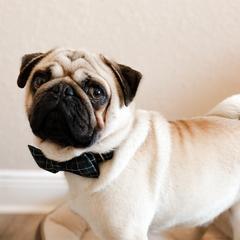 Pugs from Premium Pugs