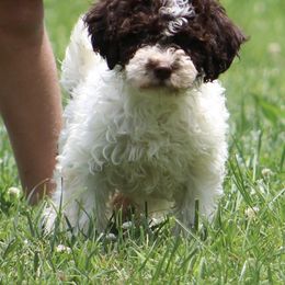 Roulette - Brown roan female Lagotto Romagnolo puppy in Guilford County, North Carolina from Explicit Kennel