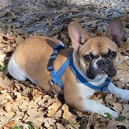 French Bulldogs from Texas Star Frenchies