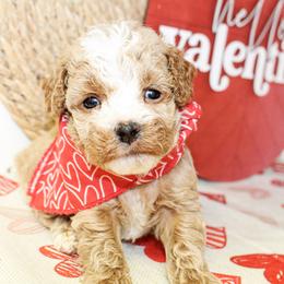 Cane - Apricot male Poodle puppy in Hugo, Oklahoma from Ann R.
