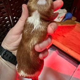Kelly - Blenheim female Cavalier King Charles Spaniel puppy in Tunbridge, Vermont from Solheimar