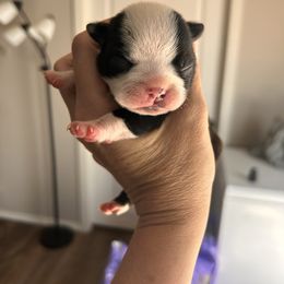 Pixies brindle girl - Black brindle and white female Boston Terrier puppy in Yakima, Washington from Barnett’s AKC Boston Terriers