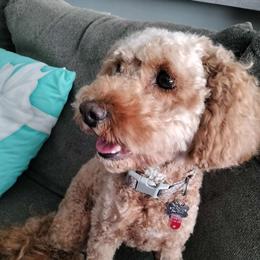 Rosie - Cockapoo