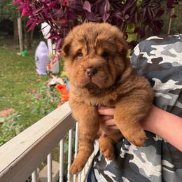 Teddy Bear Chai - Chocolate dilute male Chinese Shar-Pei puppy in Auburn, Kansas from Justin's Chinese Shar-Pei