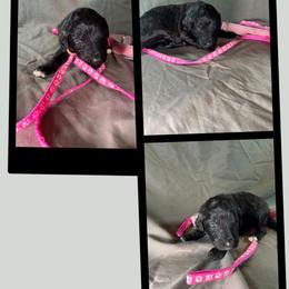 Pepper - Black female Goldendoodle puppy in Water Valley, Mississippi from Olympian Doodles