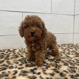 Rosie - Apricot female Poodle puppy in Houston, Texas from Texas Toy Poodles