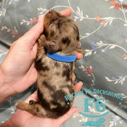 Kevin O'Shea - Dapple male Dachshund puppy in Horatio, Arkansas from Rockin F6 Miniature Dachsunds